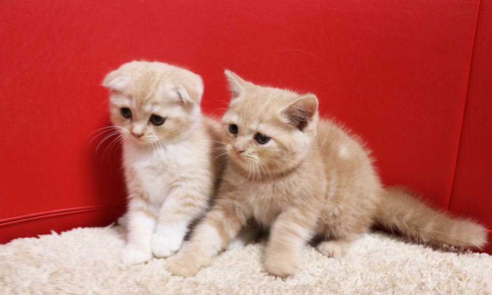 スコティッシュフォールドの子猫画像