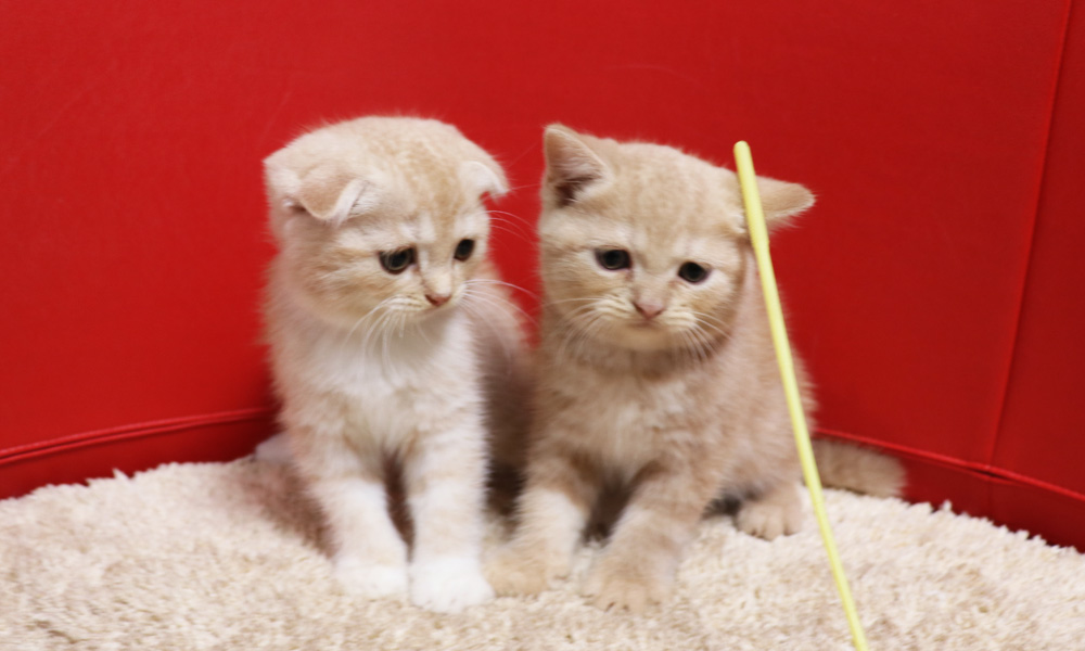 スコティッシュフォールドの子猫画像