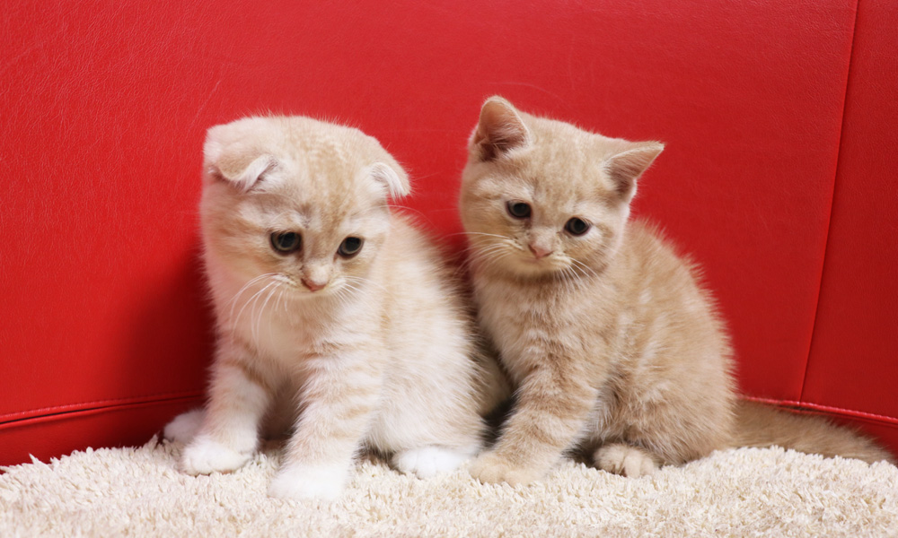 スコティッシュフォールドの子猫画像