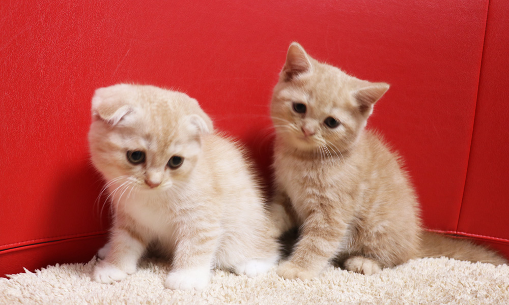 スコティッシュフォールドの子猫画像