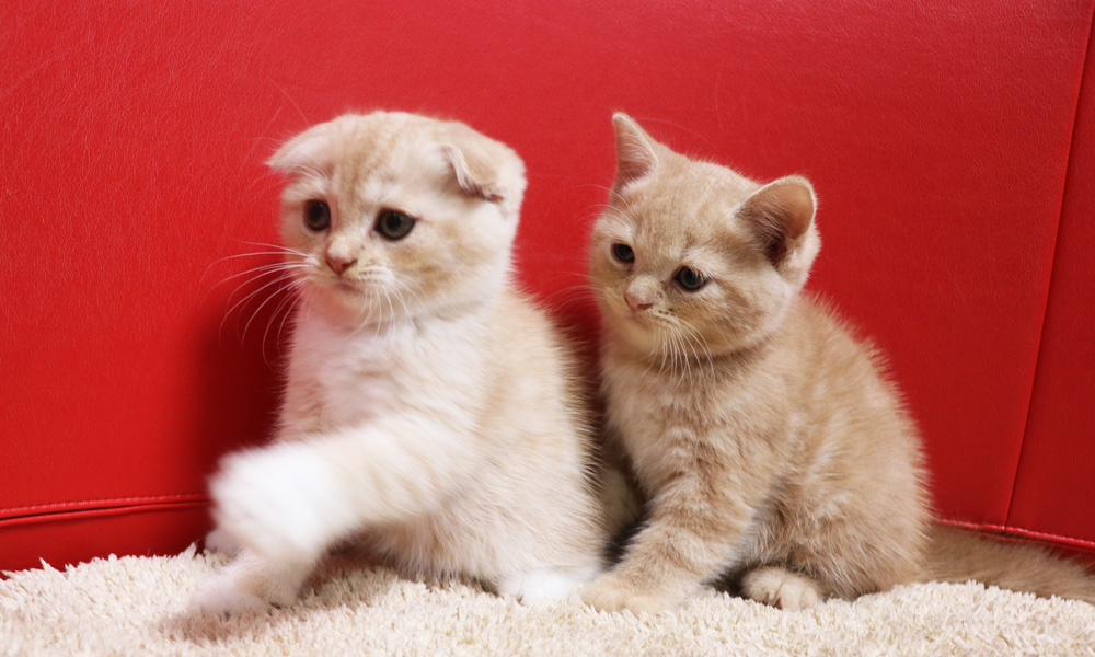 スコティッシュフォールドの子猫画像