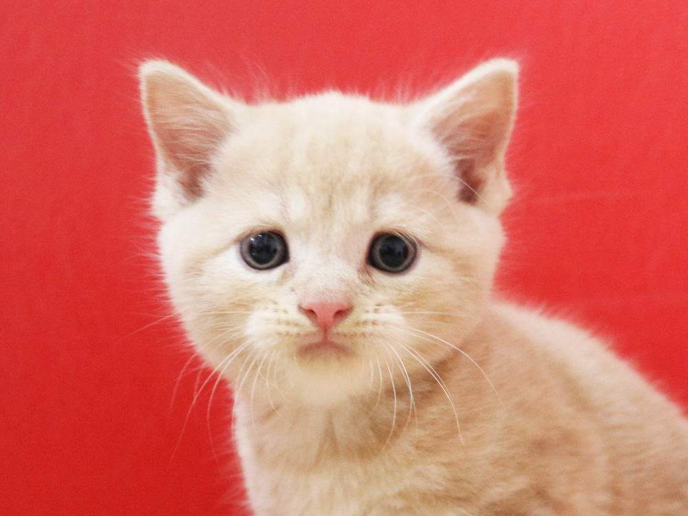 スコティッシュフォールドの子猫画像