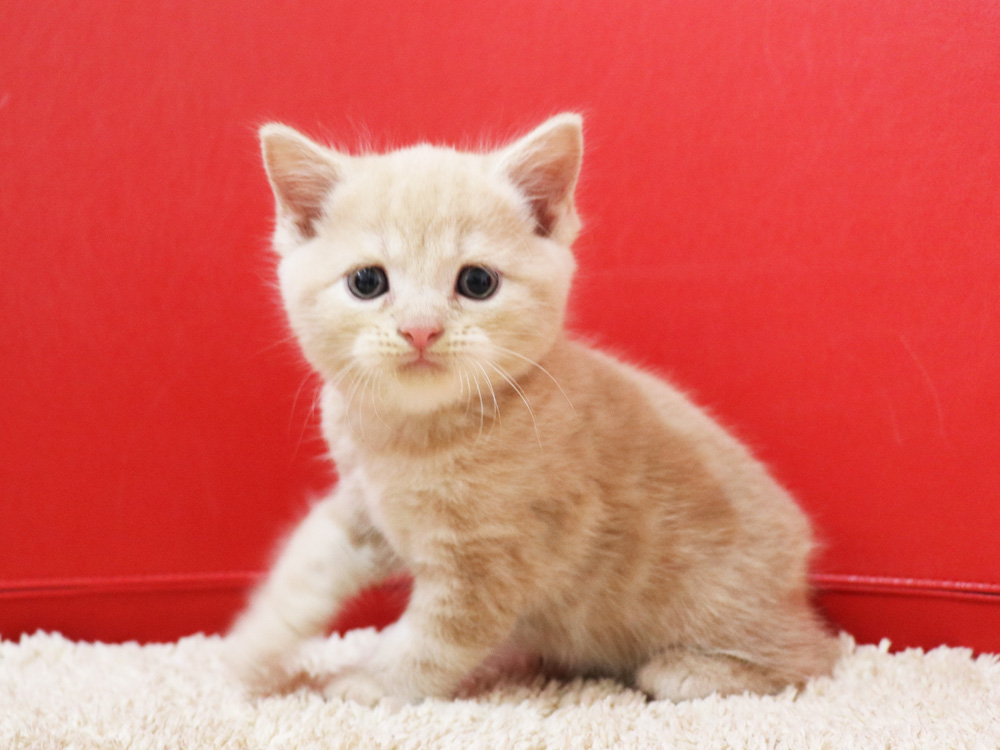 スコティッシュフォールドの子猫画像