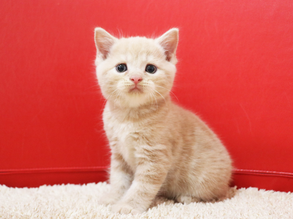 スコティッシュフォールドの子猫画像