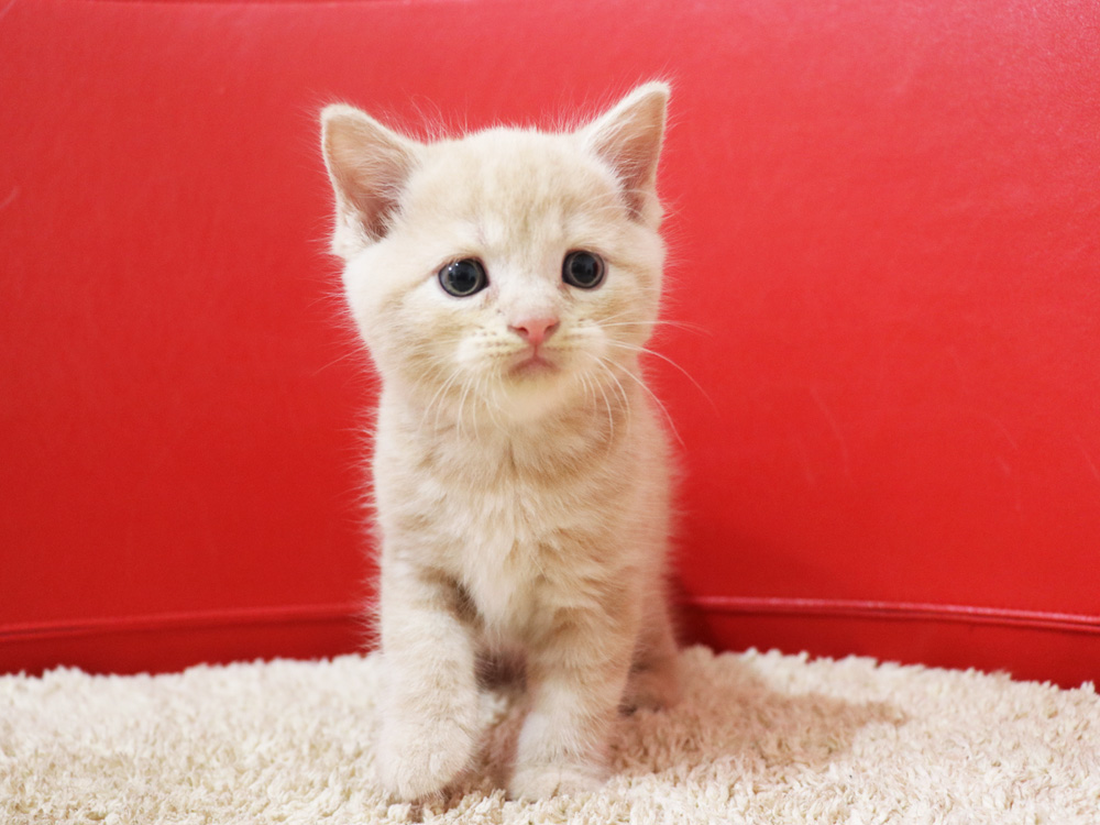スコティッシュフォールドの子猫画像