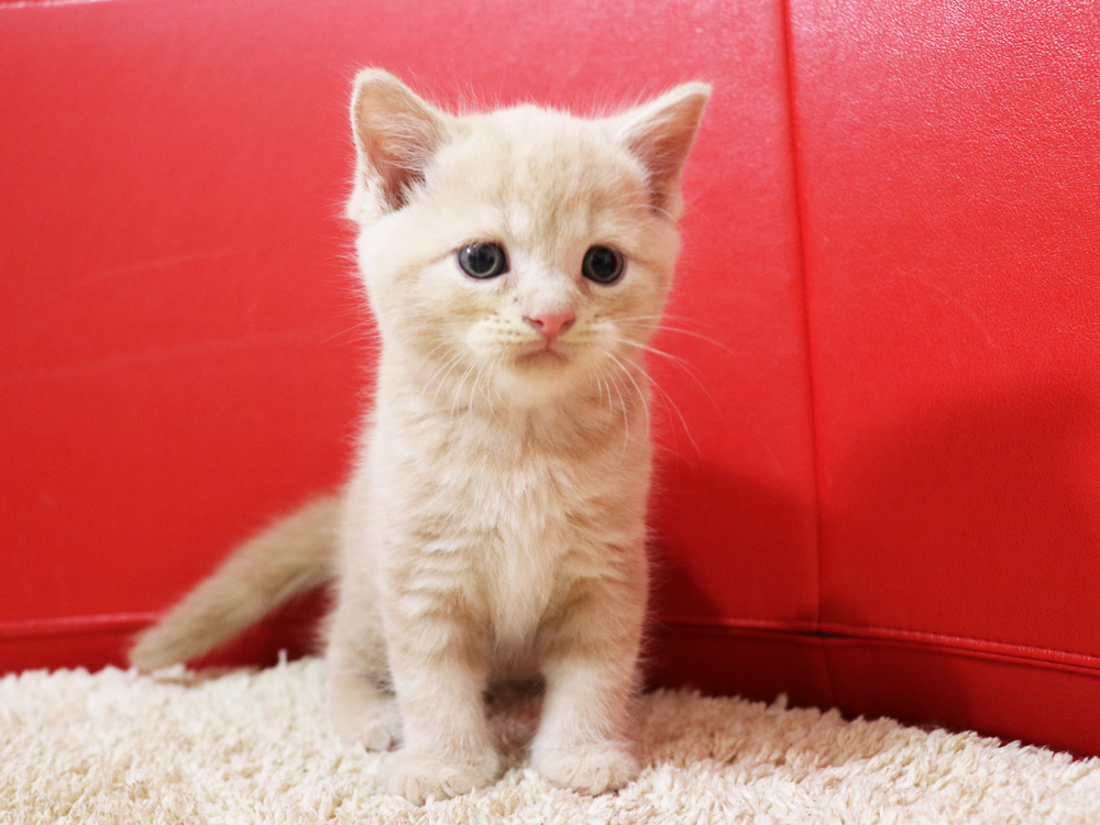 スコティッシュフォールドの子猫画像