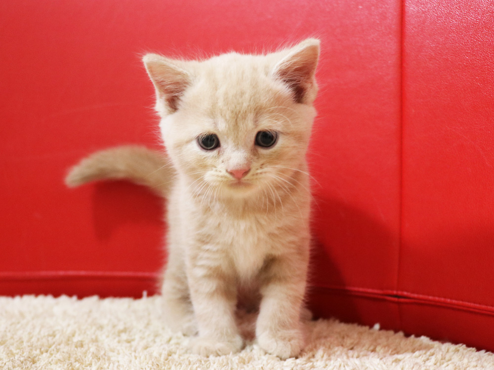 スコティッシュフォールドの子猫画像