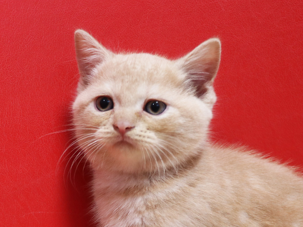 スコティッシュフォールドの子猫画像