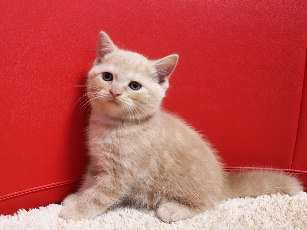 スコティッシュフォールドの子猫画像