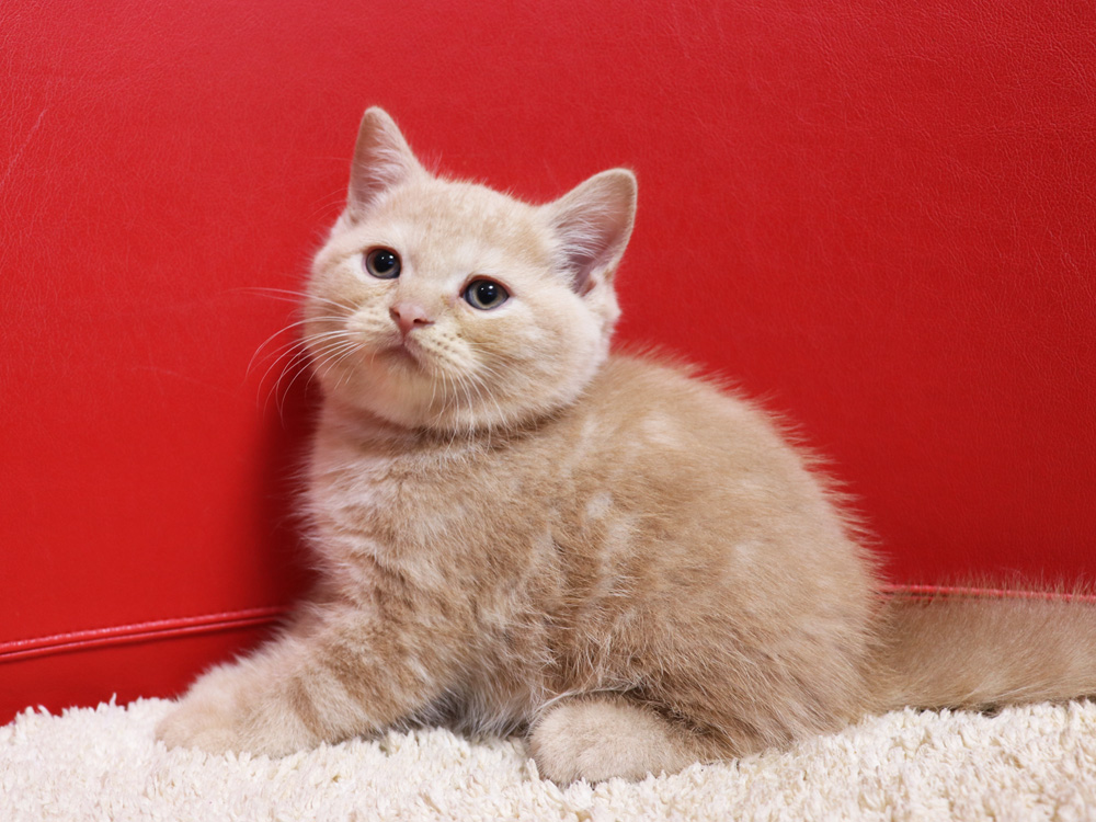 スコティッシュフォールドの子猫画像