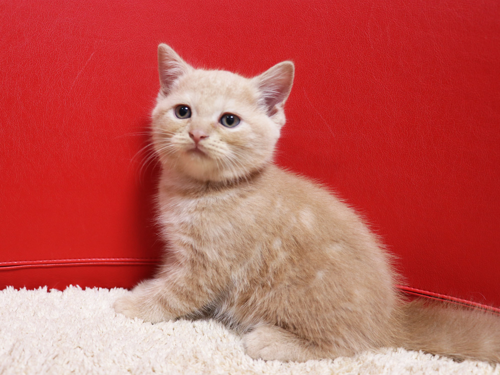 スコティッシュフォールドの子猫画像