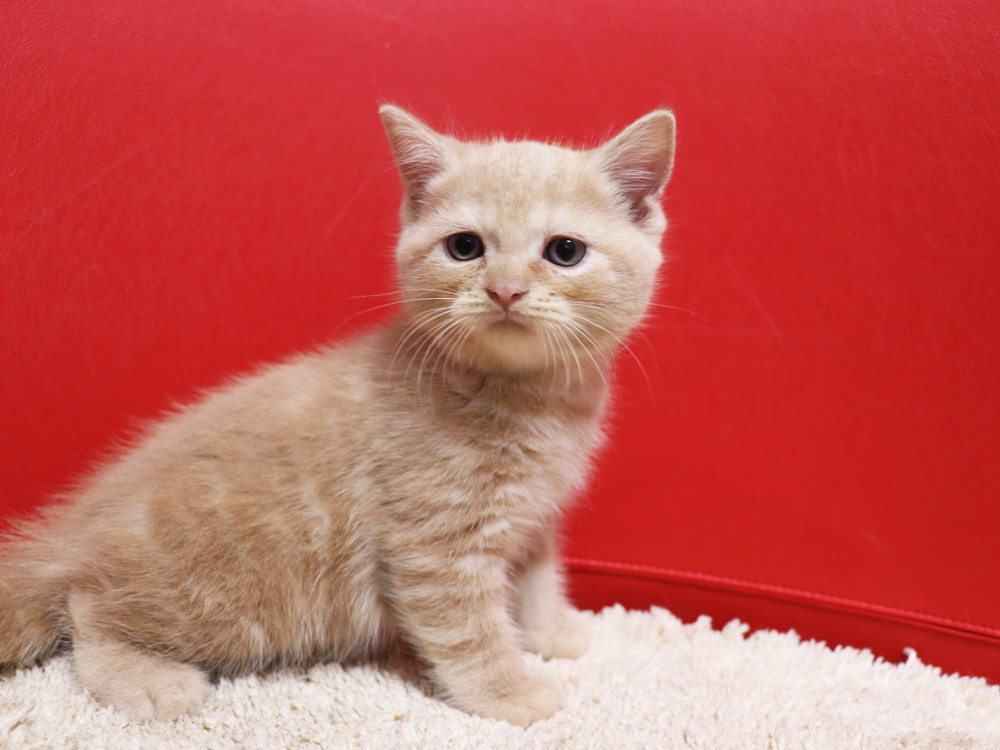 スコティッシュフォールドの子猫画像