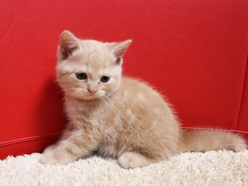 スコティッシュフォールドの子猫画像