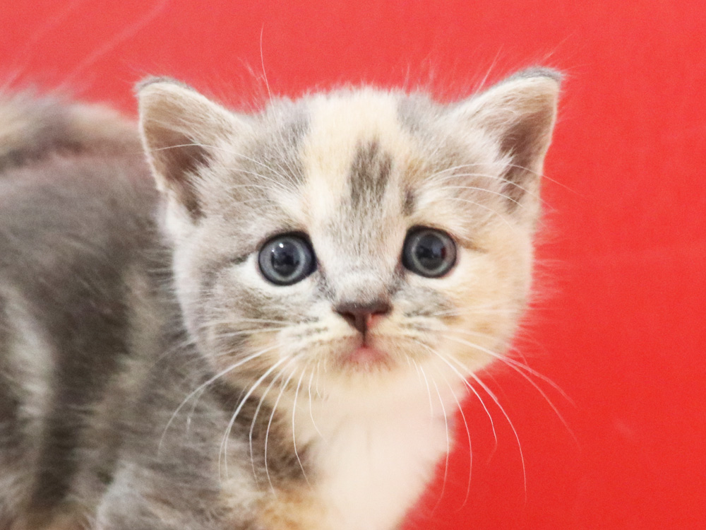 スコティッシュフォールドの子猫画像