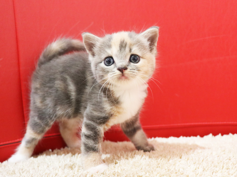 スコティッシュフォールドの子猫画像