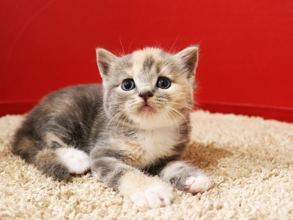 スコティッシュフォールドの子猫画像