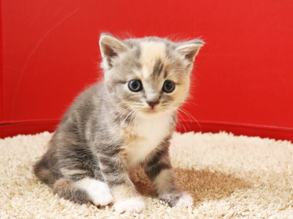 スコティッシュフォールドの子猫画像