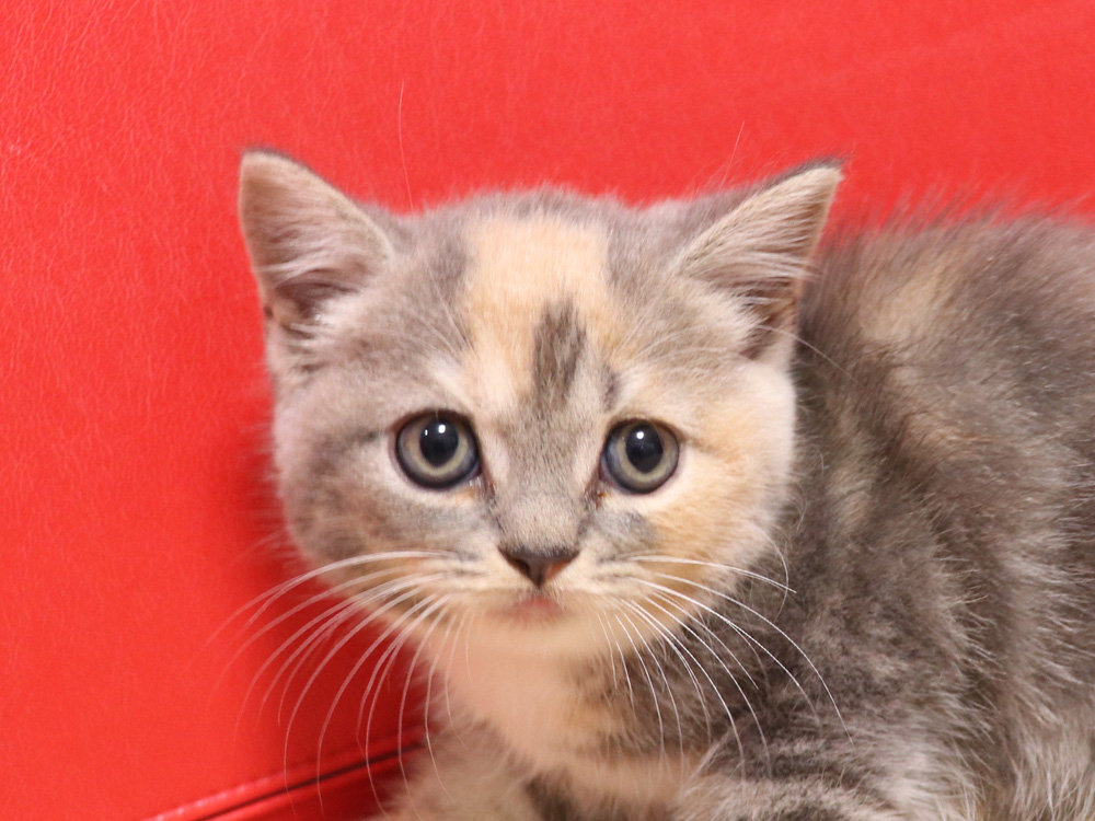 スコティッシュフォールドの子猫画像