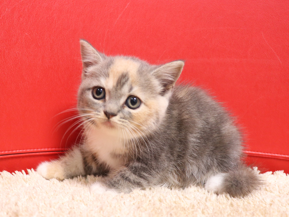 スコティッシュフォールドの子猫画像