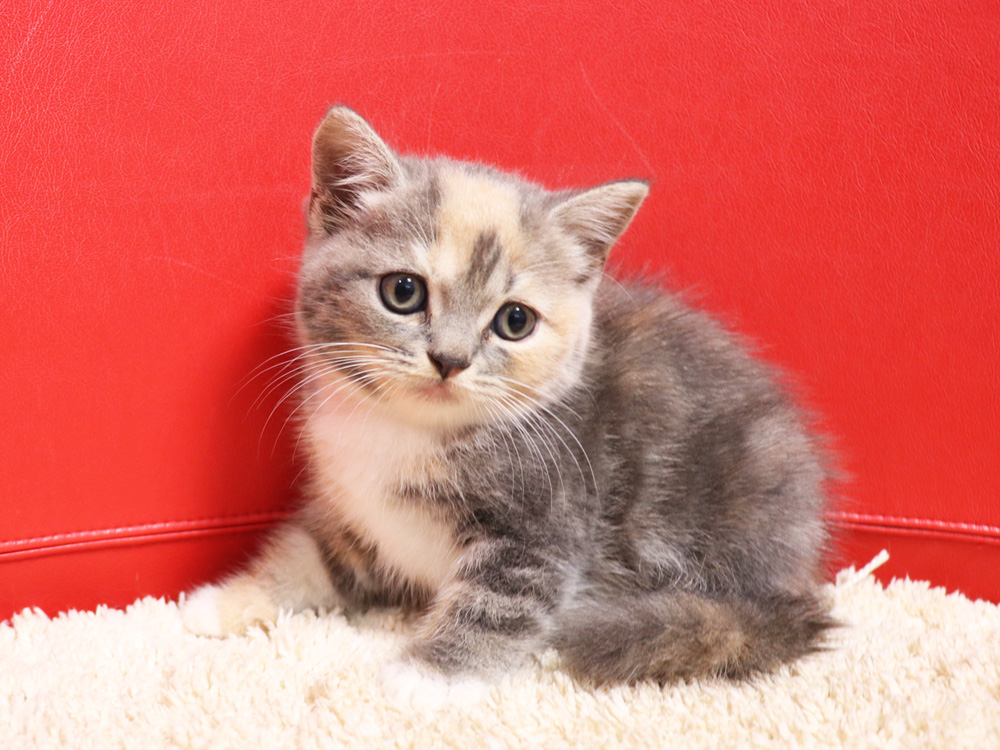 スコティッシュフォールドの子猫画像