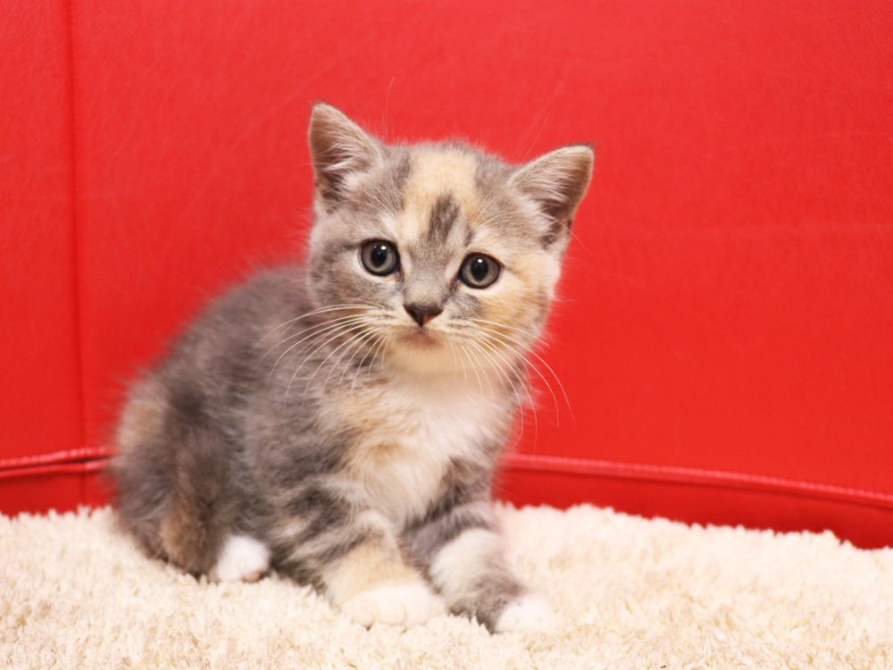 スコティッシュフォールドの子猫画像