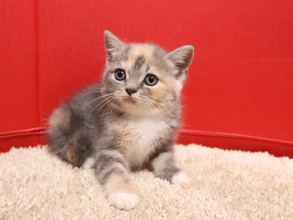 スコティッシュフォールドの子猫画像