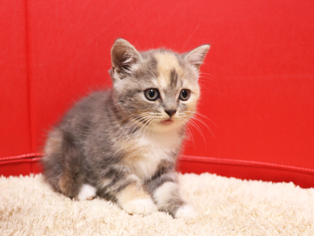 スコティッシュフォールドの子猫画像