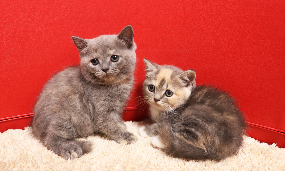 スコティッシュフォールドの子猫画像