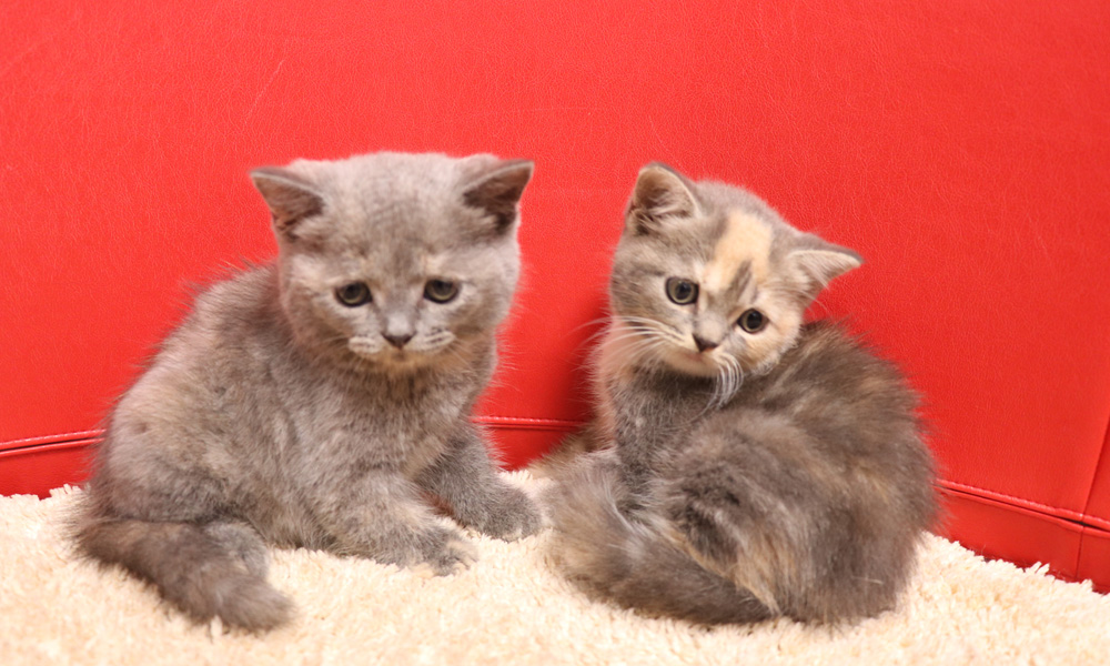 スコティッシュフォールドの子猫画像