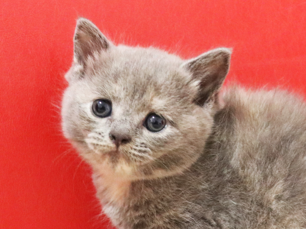 スコティッシュフォールドの子猫画像