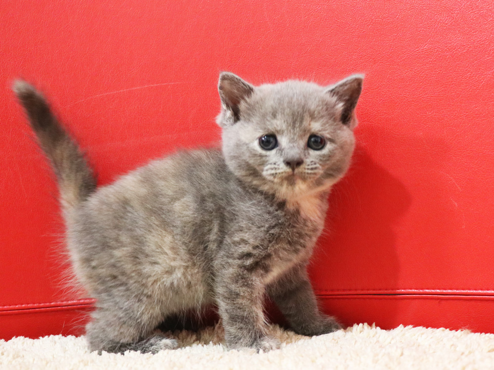スコティッシュフォールドの子猫画像