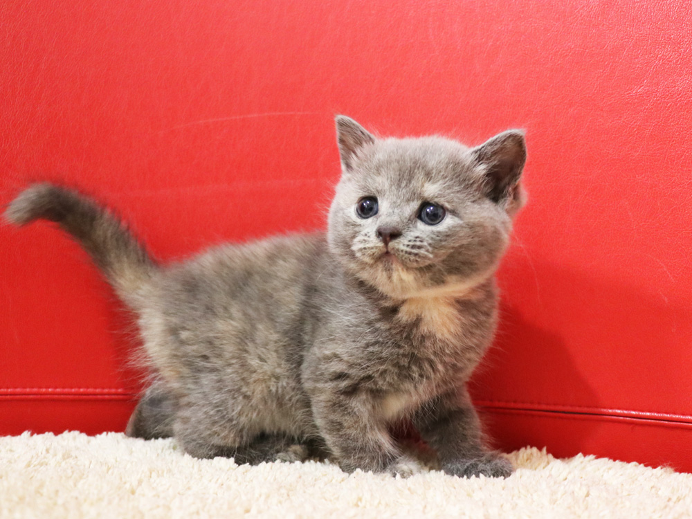 スコティッシュフォールドの子猫画像
