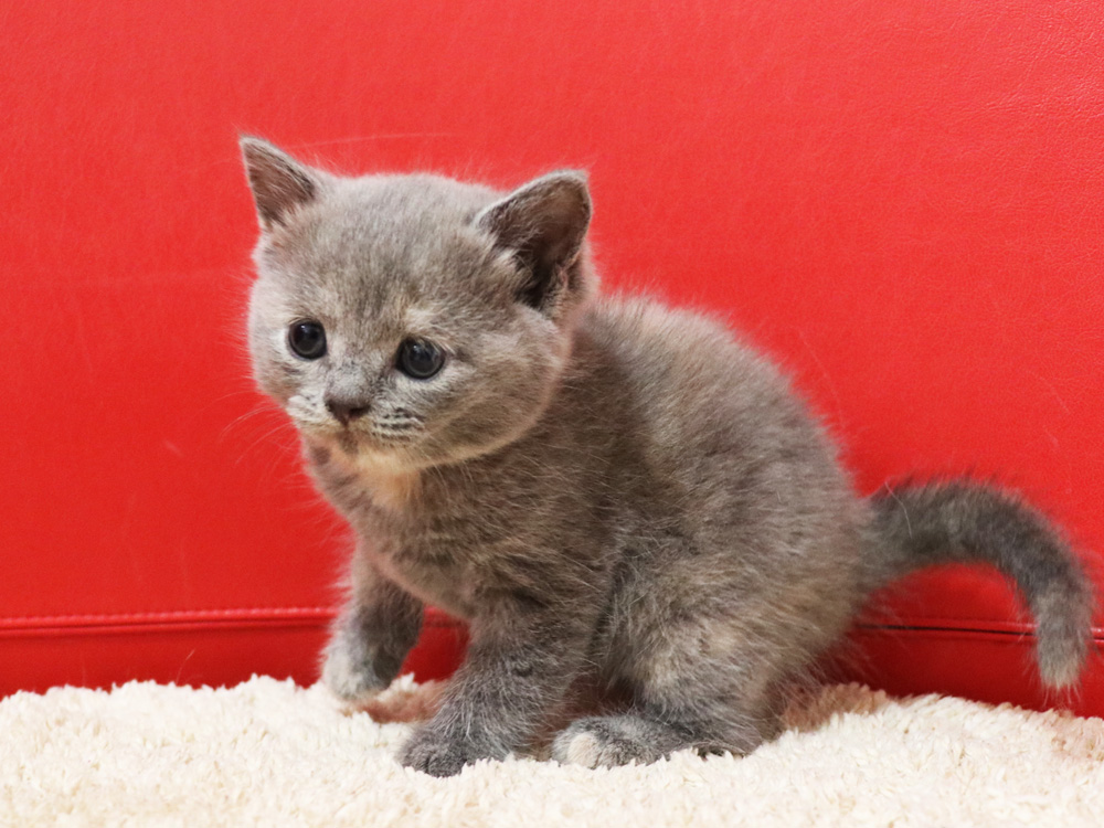 スコティッシュフォールドの子猫画像
