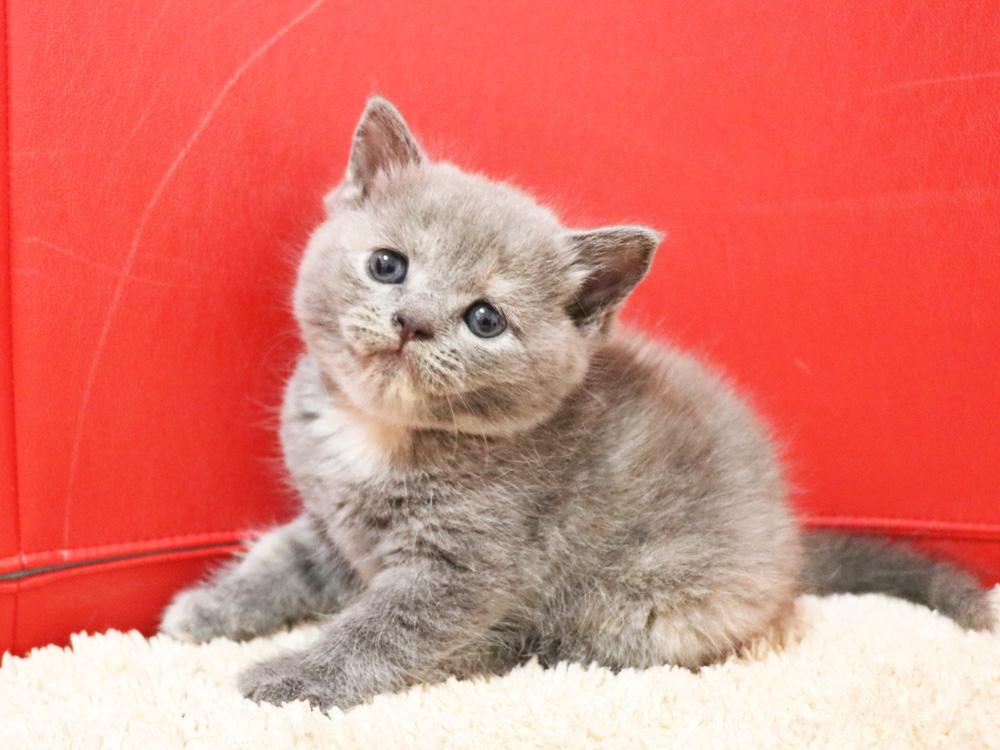 スコティッシュフォールドの子猫画像