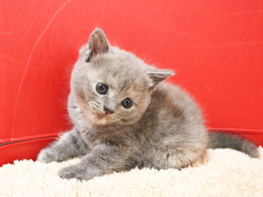 スコティッシュフォールドの子猫画像