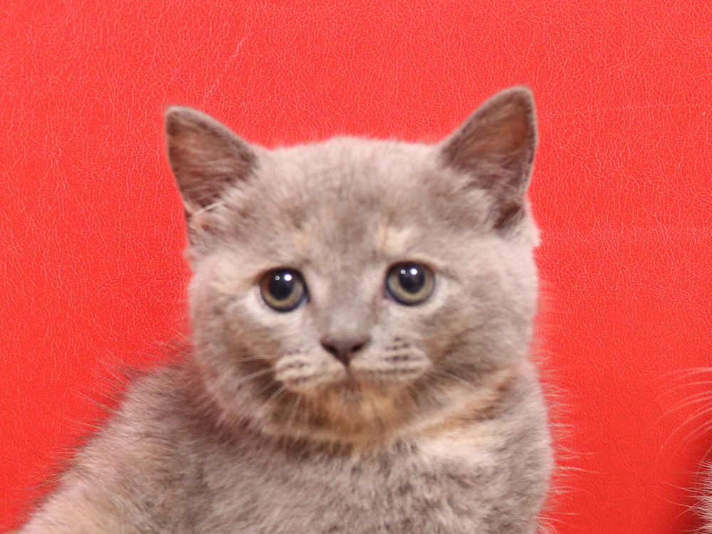 スコティッシュフォールドの子猫画像
