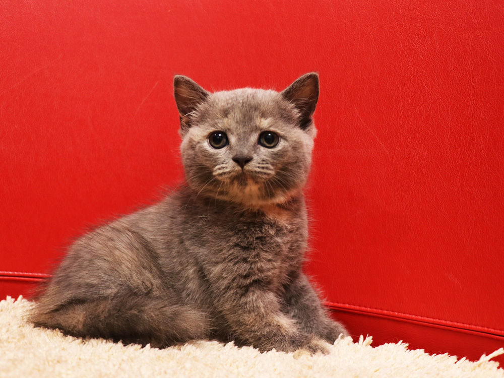 スコティッシュフォールドの子猫画像