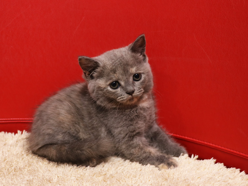 スコティッシュフォールドの子猫画像