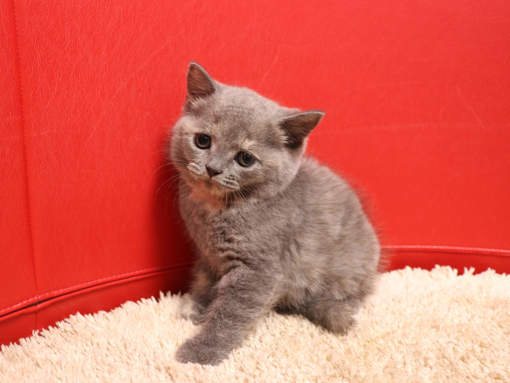 スコティッシュフォールドの子猫画像