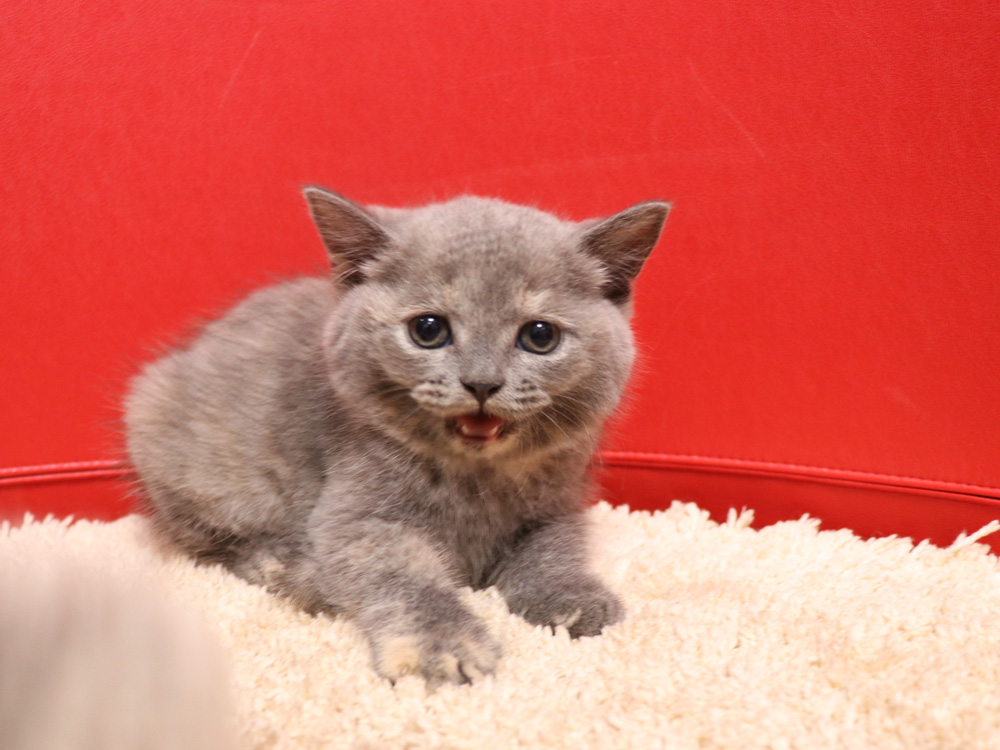 スコティッシュフォールドの子猫画像