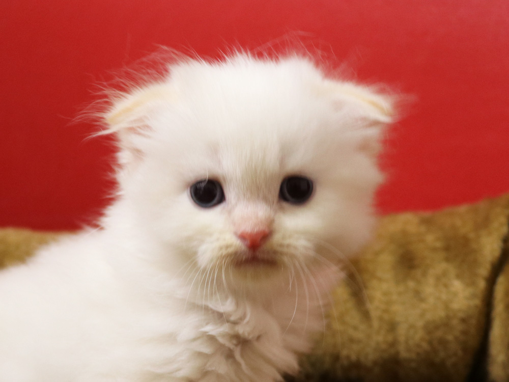 スコティッシュフォールドの子猫画像