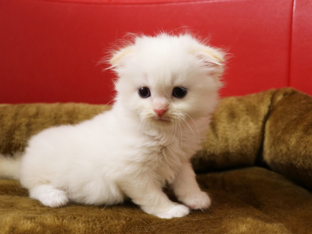 スコティッシュフォールドの子猫画像