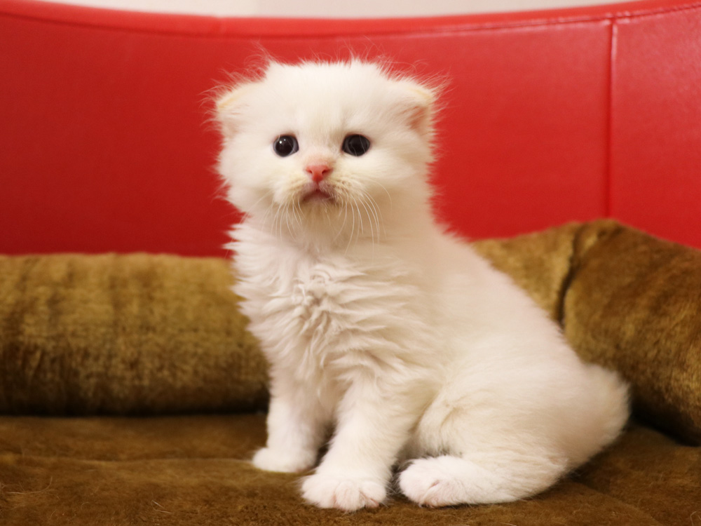 スコティッシュフォールドの子猫画像