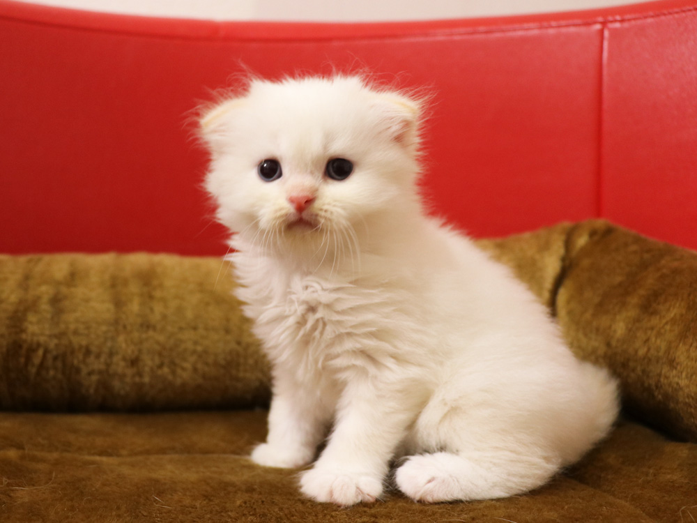 スコティッシュフォールドの子猫画像
