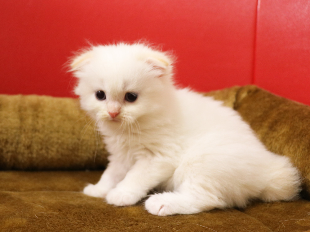 スコティッシュフォールドの子猫画像