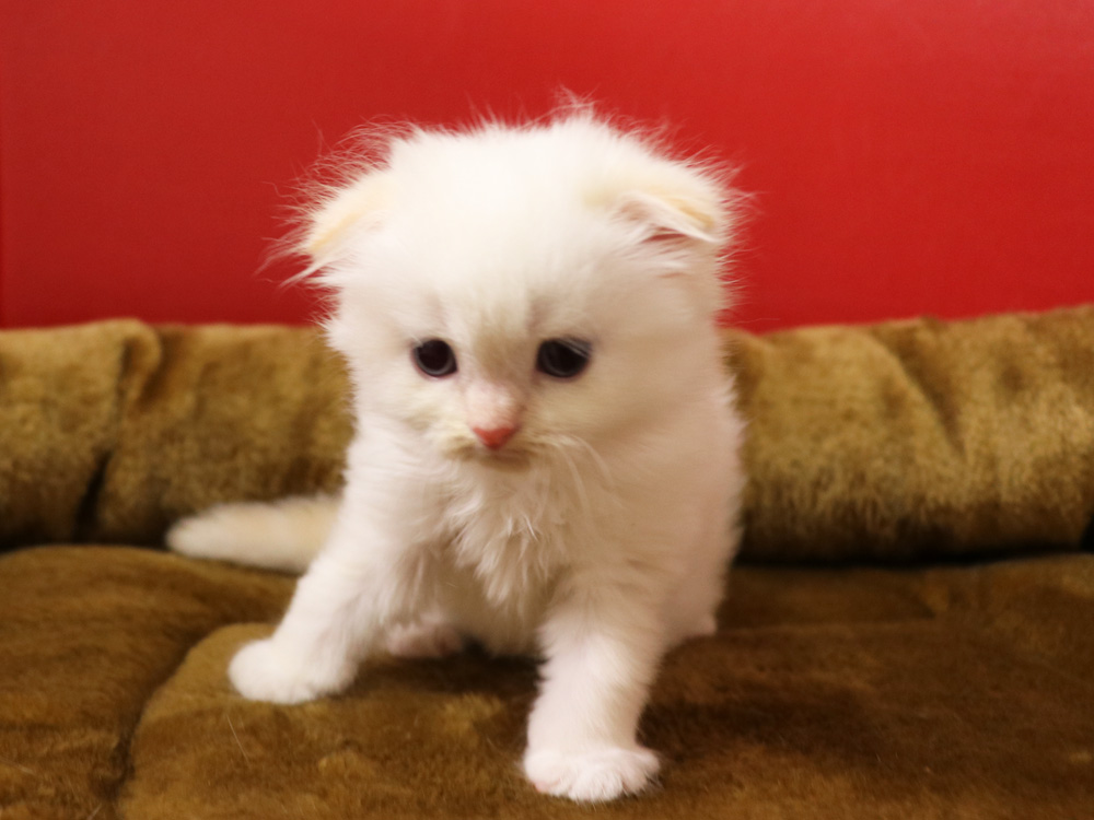 スコティッシュフォールドの子猫画像