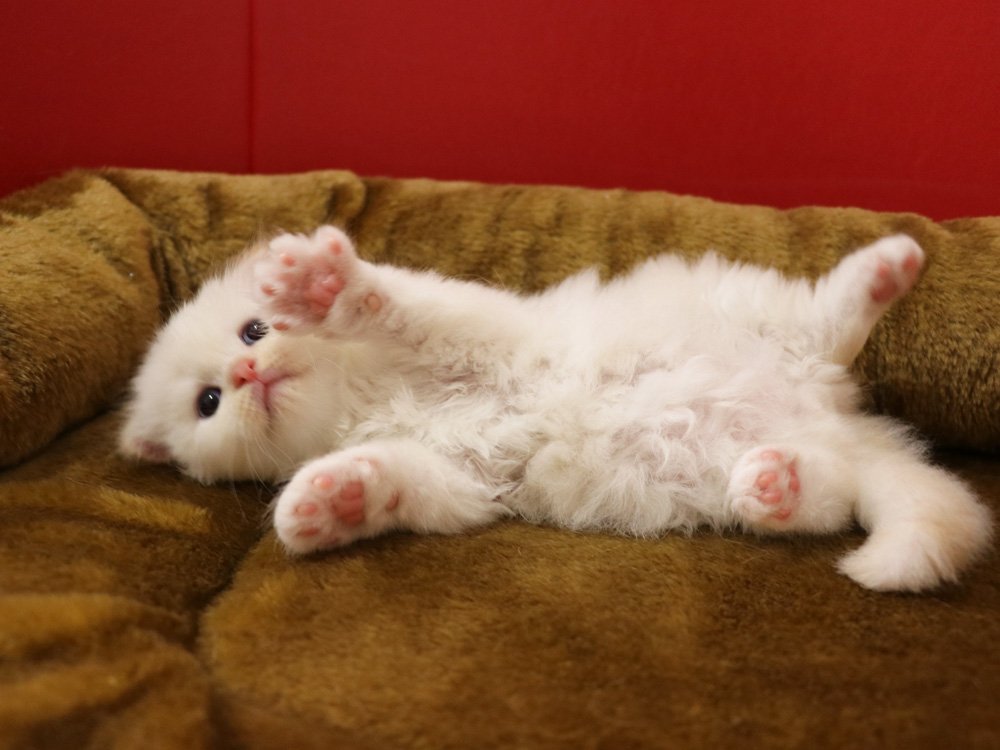 スコティッシュフォールドの子猫画像