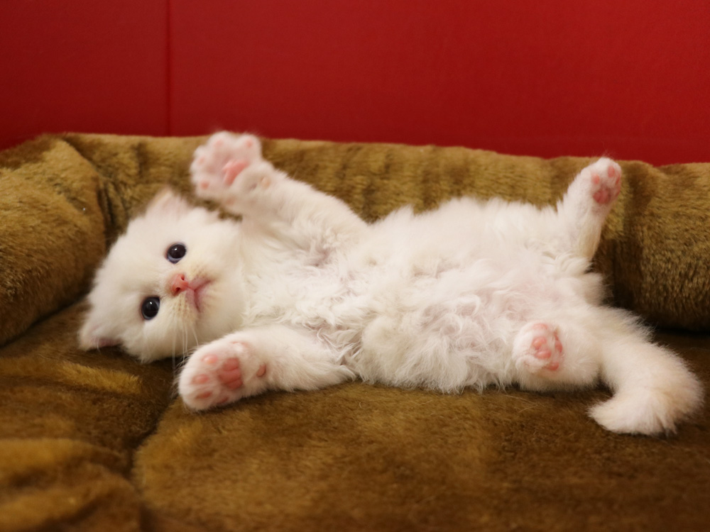 スコティッシュフォールドの子猫画像