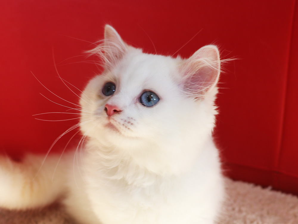スコティッシュフォールドの子猫画像