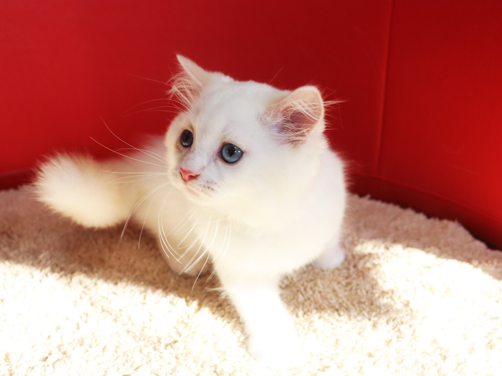スコティッシュフォールドの子猫画像